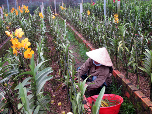 Phát triển nông nghiệp công nghệ cao ảnh 2